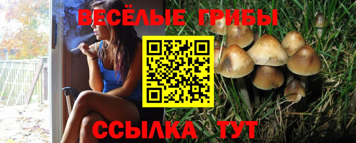 Галлюциногенные грибы Psilocybe Миллерово